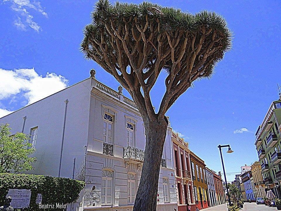 Apartamento Maya San Cristóbal de La Laguna Exterior foto